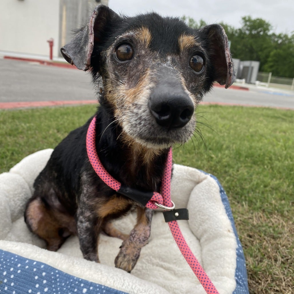 Image showcasing Senior dog goes marching toward new life | Best Friends Animal Society